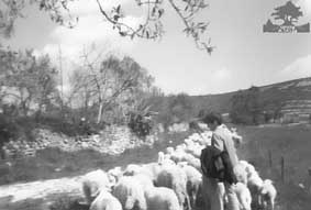 OvejaLa agricultura 
        y ganadería son junto con el turismo (restaurantes, camping, casas de turismo rural, barranquismo...), el pilar fundamental de la 
        economía comarcal, siendo muy frecuente encontrarse con gentes 
        de los pueblos trabajando en sus campos.</font></font> 
      <p align=